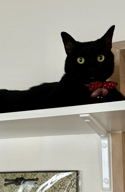 キャットウォークを作りました